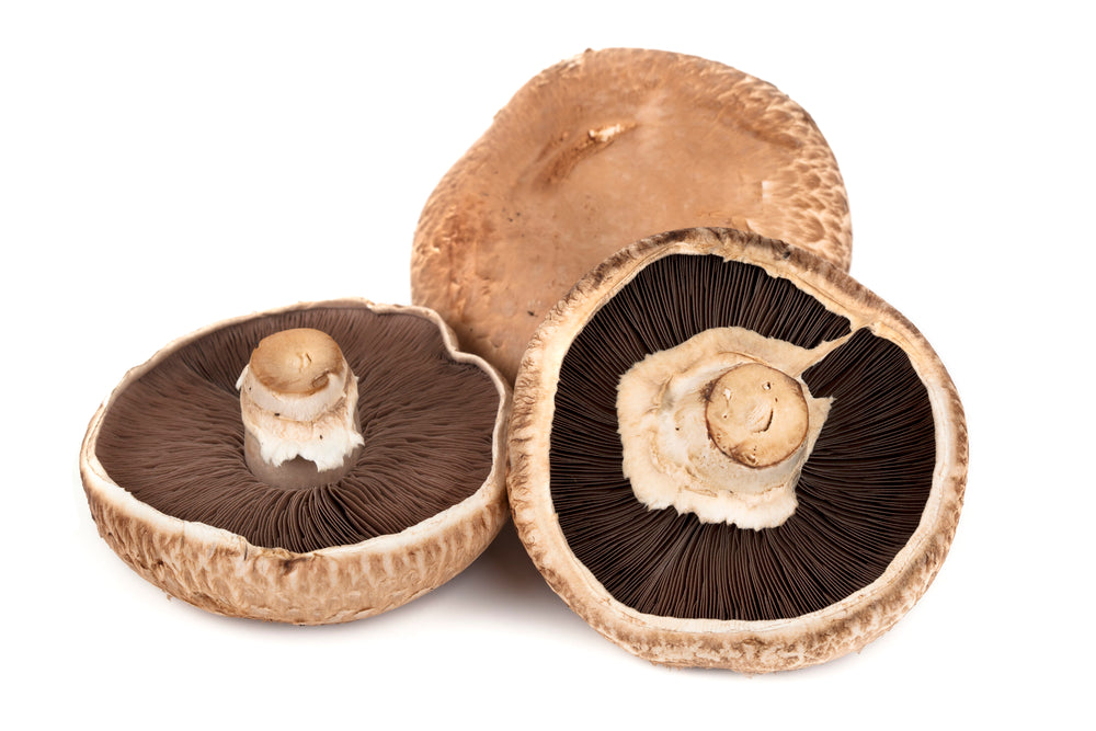 Portobello Mushroom