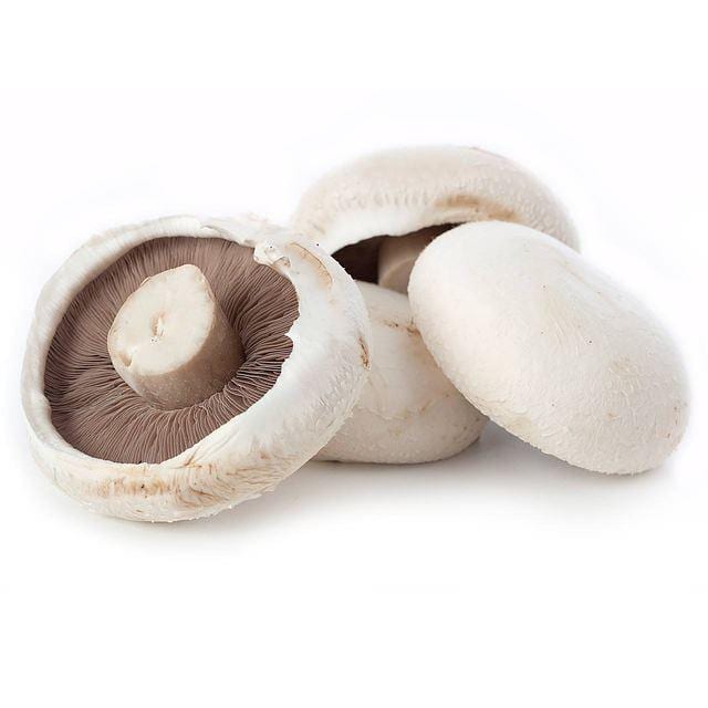 Flat Mushroom