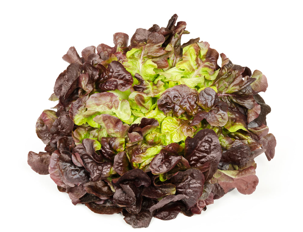 Oakleaf Lettuce