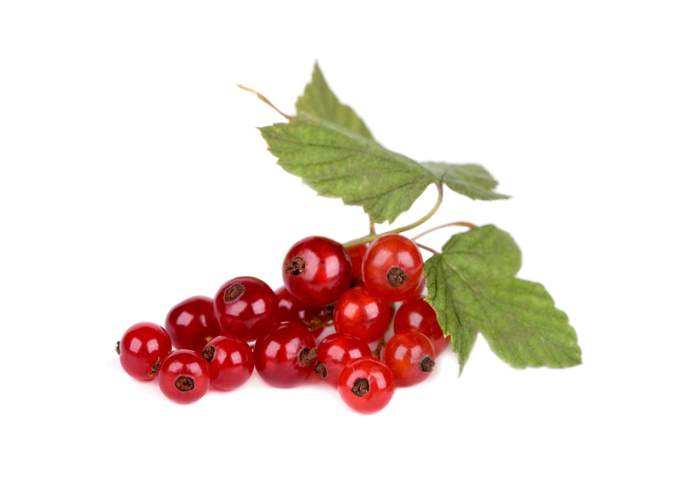 Redcurrant